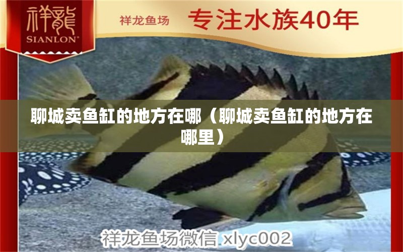 聊城賣魚缸的地方在哪（聊城賣魚缸的地方在哪里） 其他品牌魚缸