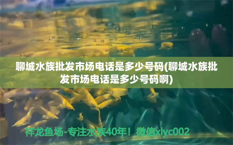 聊城水族批發(fā)市場電話是多少號碼(聊城水族批發(fā)市場電話是多少號碼啊) 海象魚