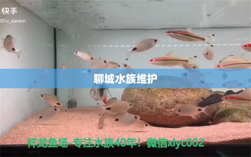 聊城水族維護(hù)