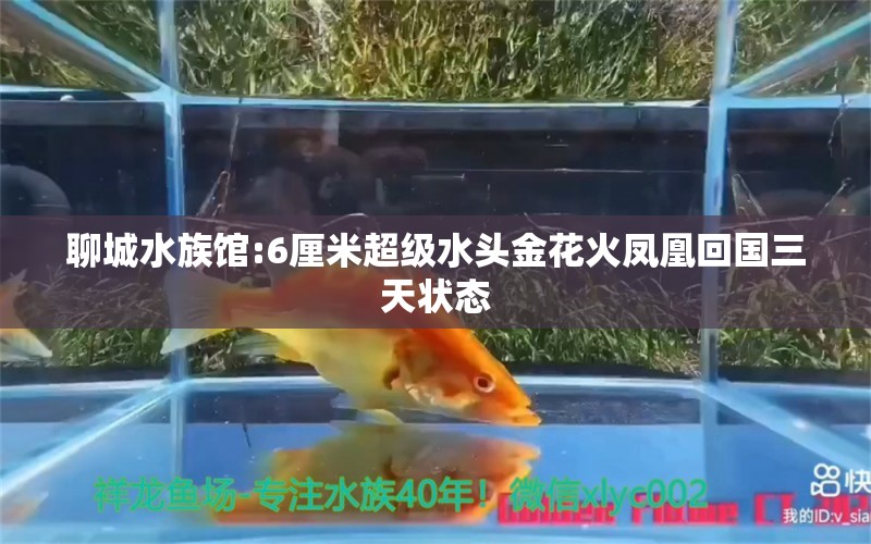 聊城水族館:6厘米超級(jí)水頭金花火鳳凰回國(guó)三天狀態(tài) 丹頂錦鯉魚