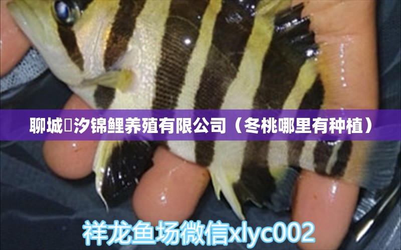 聊城沄汐錦鯉養(yǎng)殖有限公司（冬桃哪里有種植） 全國水族館企業(yè)名錄