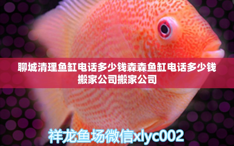 聊城清理魚缸電話多少錢森森魚缸電話多少錢搬家公司搬家公司 養(yǎng)魚知識