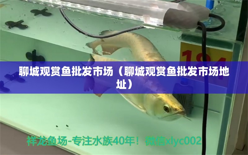 聊城觀賞魚批發(fā)市場(chǎng)（聊城觀賞魚批發(fā)市場(chǎng)地址）