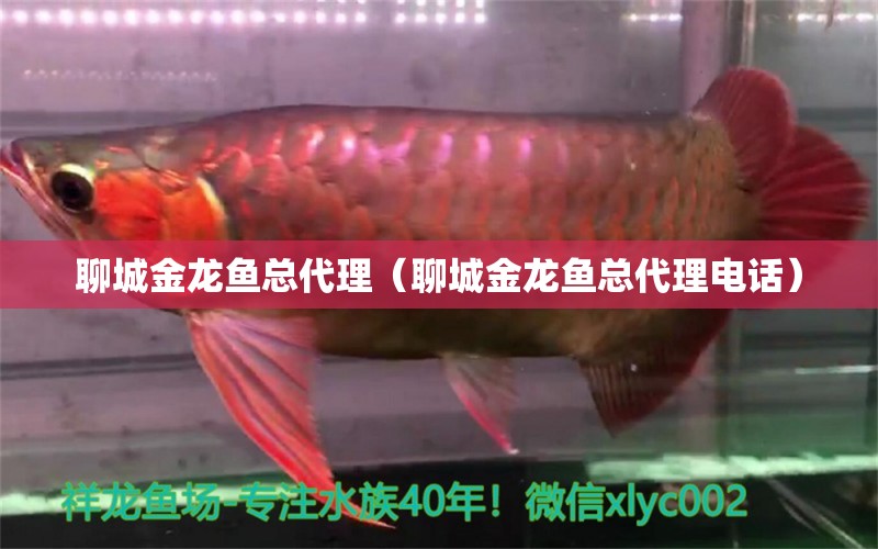 聊城金龍魚(yú)總代理（聊城金龍魚(yú)總代理電話） 水族世界