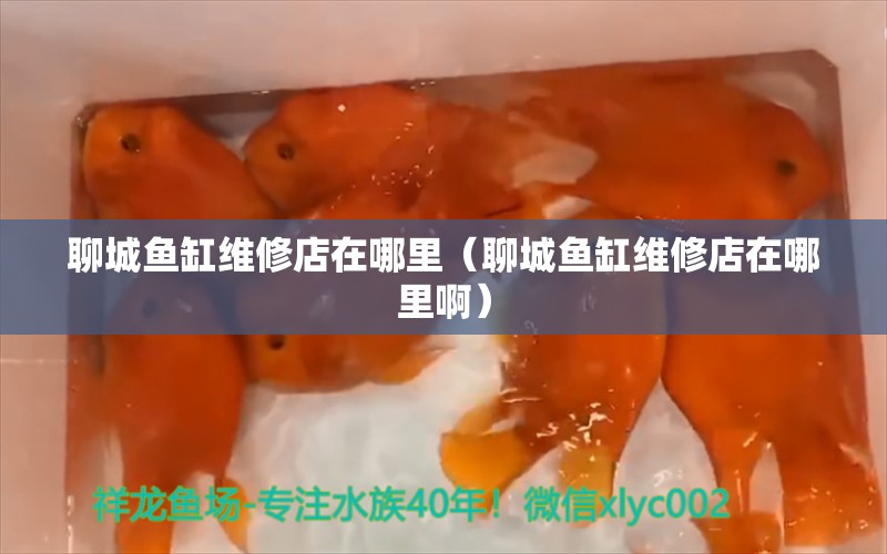 聊城魚缸維修店在哪里（聊城魚缸維修店在哪里?。? title=