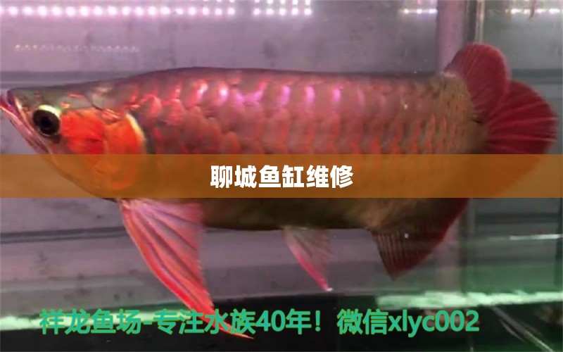 聊城魚缸維修