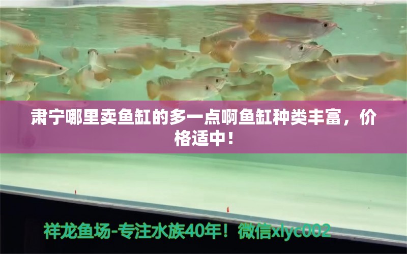 肅寧哪里賣(mài)魚(yú)缸的多一點(diǎn)啊魚(yú)缸種類豐富，價(jià)格適中！ 星點(diǎn)金龍魚(yú)