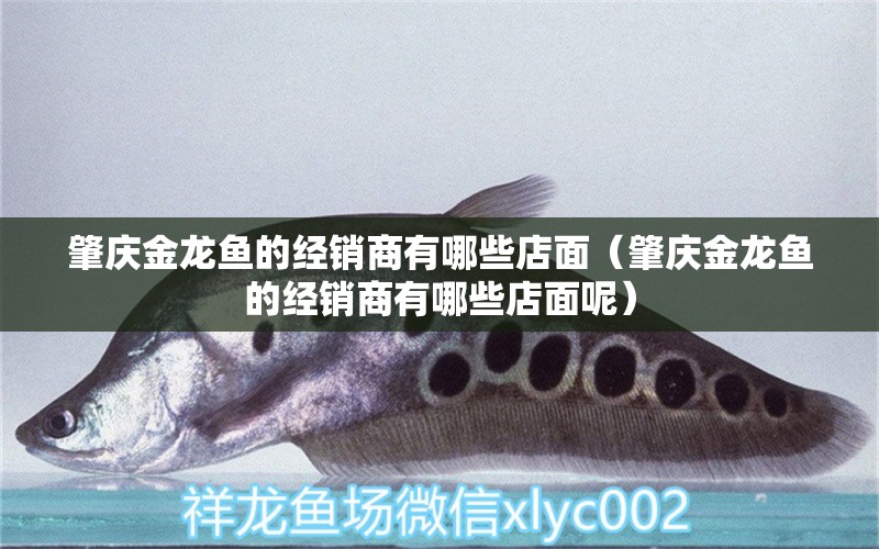 肇慶金龍魚(yú)的經(jīng)銷(xiāo)商有哪些店面（肇慶金龍魚(yú)的經(jīng)銷(xiāo)商有哪些店面呢）