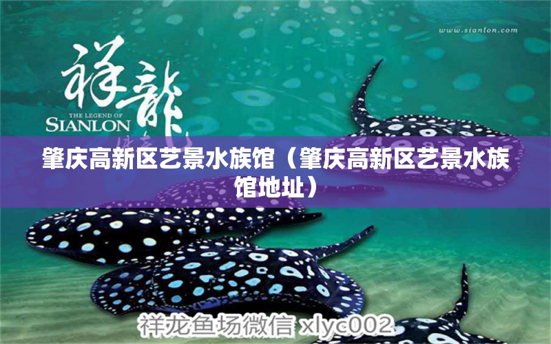 肇慶高新區(qū)藝景水族館（肇慶高新區(qū)藝景水族館地址）