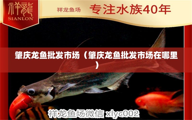 肇慶龍魚批發(fā)市場（肇慶龍魚批發(fā)市場在哪里） 龍魚批發(fā)