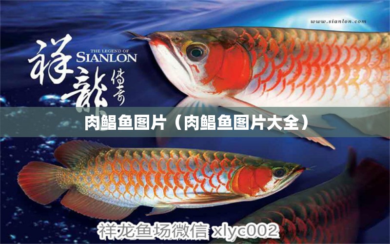 肉鯧魚圖片（肉鯧魚圖片大全） 祥龍水族醫(yī)院