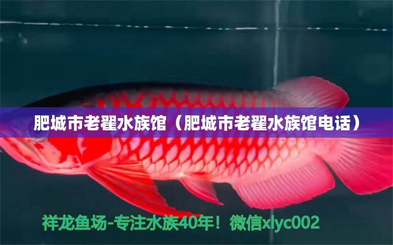 肥城市老翟水族館（肥城市老翟水族館電話） 全國水族館企業(yè)名錄