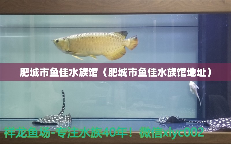 肥城市魚佳水族館（肥城市魚佳水族館地址） 全國水族館企業(yè)名錄