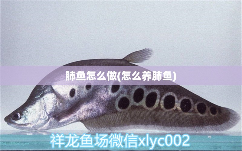 肺魚怎么做(怎么養(yǎng)肺魚) 肺魚 第1張