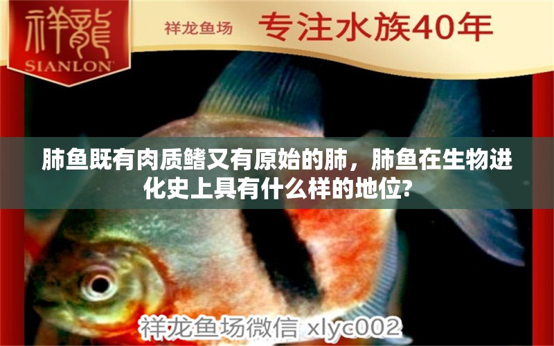 肺魚既有肉質(zhì)鰭又有原始的肺，肺魚在生物進化史上具有什么樣的地位?