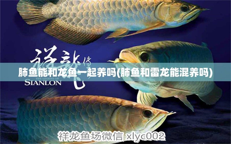 肺魚能和龍魚一起養(yǎng)嗎(肺魚和雷龍能混養(yǎng)嗎) 肺魚