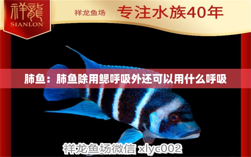 肺魚：肺魚除用鰓呼吸外還可以用什么呼吸 肺魚