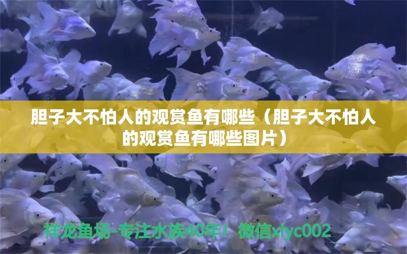 膽子大不怕人的觀賞魚有哪些（膽子大不怕人的觀賞魚有哪些圖片） 白化火箭魚