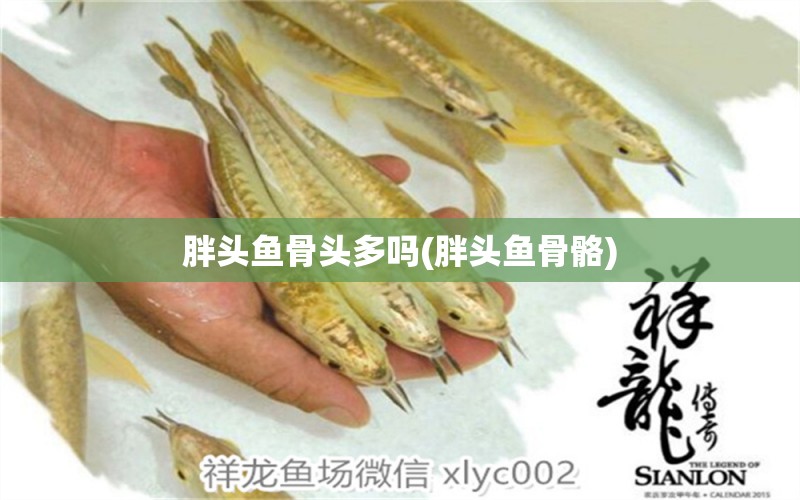 胖頭魚骨頭多嗎(胖頭魚骨骼) 祥龍金禾金龍魚