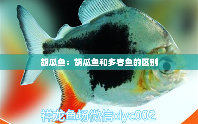 胡瓜魚：胡瓜魚和多春魚的區(qū)別