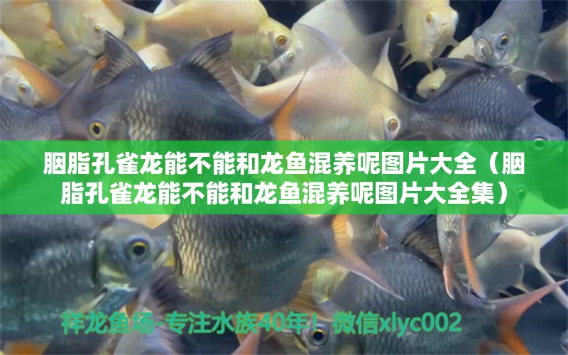 胭脂孔雀龍能不能和龍魚混養(yǎng)呢圖片大全（胭脂孔雀龍能不能和龍魚混養(yǎng)呢圖片大全集） 黃寬帶蝴蝶魚