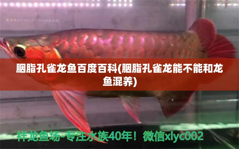 胭脂孔雀龍魚百度百科(胭脂孔雀龍能不能和龍魚混養(yǎng)) 胭脂孔雀龍魚