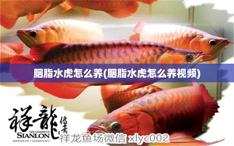 胭脂水虎怎么養(yǎng)(胭脂水虎怎么養(yǎng)視頻) 食人魚（水虎）