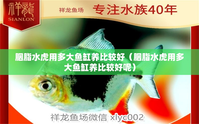 胭脂水虎用多大魚缸養(yǎng)比較好（胭脂水虎用多大魚缸養(yǎng)比較好呢）