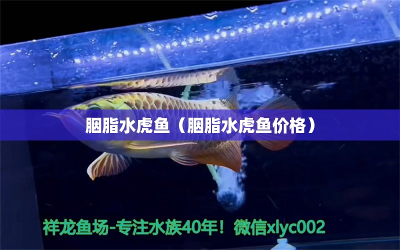 胭脂水虎魚（胭脂水虎魚價(jià)格）