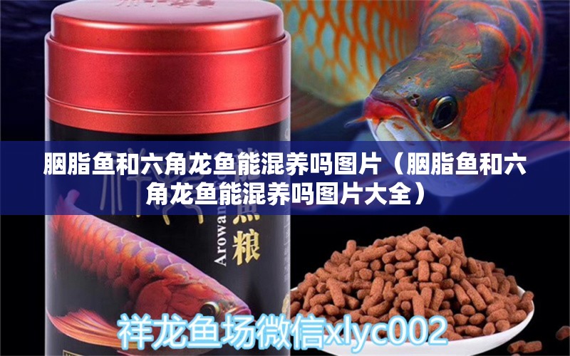 胭脂魚和六角龍魚能混養(yǎng)嗎圖片（胭脂魚和六角龍魚能混養(yǎng)嗎圖片大全） 觀賞龜/鱉飼料