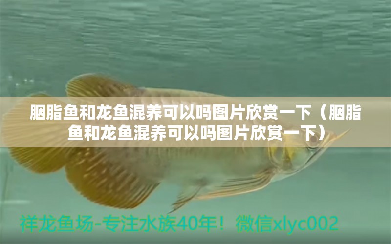 胭脂魚和龍魚混養(yǎng)可以嗎圖片欣賞一下（胭脂魚和龍魚混養(yǎng)可以嗎圖片欣賞一下） 廣州龍魚批發(fā)市場(chǎng)