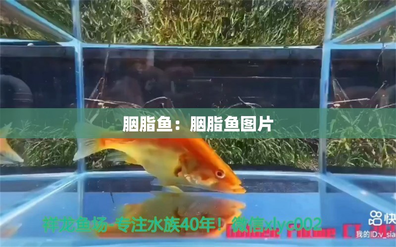 胭脂魚：胭脂魚圖片