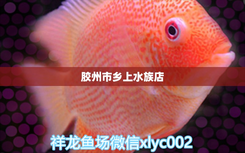 膠州市鄉(xiāng)上水族店