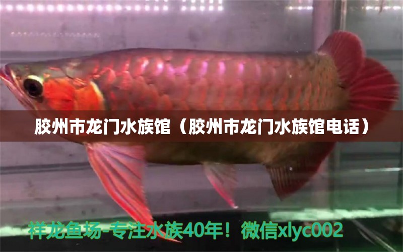 膠州市龍門水族館（膠州市龍門水族館電話） 全國(guó)水族館企業(yè)名錄