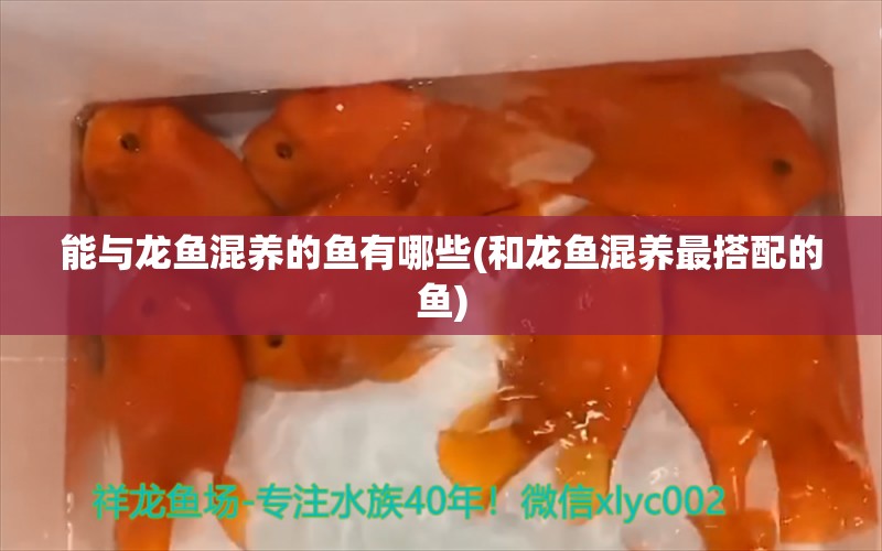 能與龍魚混養(yǎng)的魚有哪些(和龍魚混養(yǎng)最搭配的魚) 金龍福龍魚