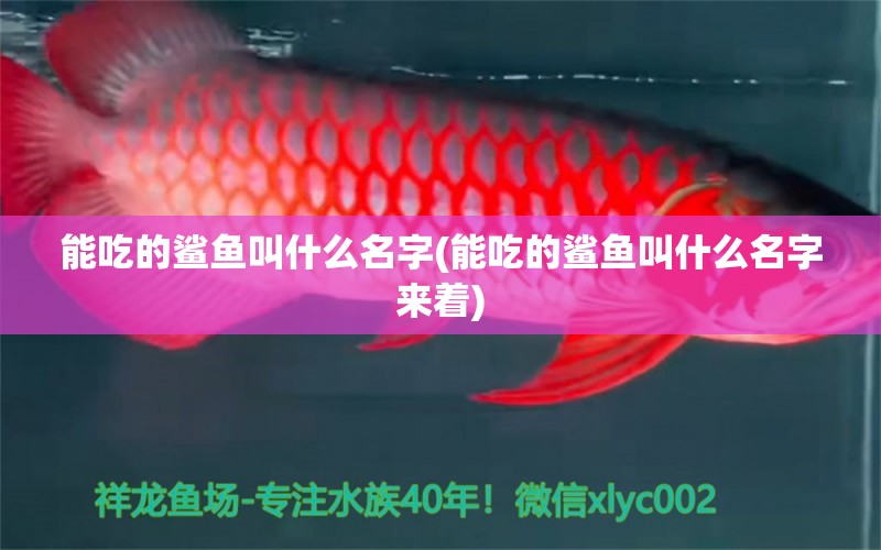 能吃的鯊魚叫什么名字(能吃的鯊魚叫什么名字來著) 過背金龍魚