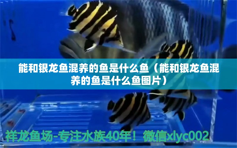 能和銀龍魚混養(yǎng)的魚是什么魚（能和銀龍魚混養(yǎng)的魚是什么魚圖片） 銀龍魚