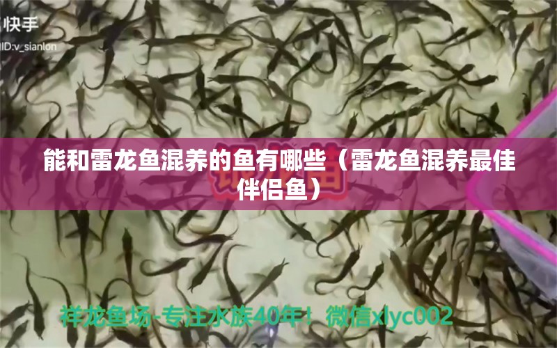 能和雷龍魚混養(yǎng)的魚有哪些（雷龍魚混養(yǎng)最佳伴侶魚）