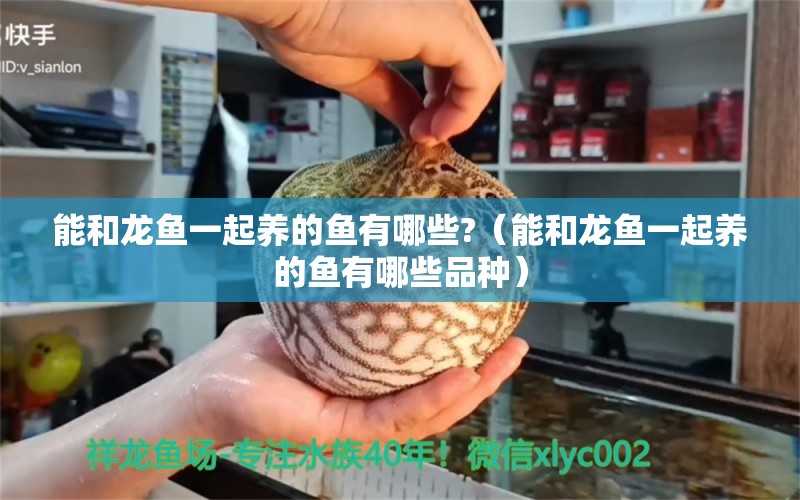 能和龍魚(yú)一起養(yǎng)的魚(yú)有哪些?（能和龍魚(yú)一起養(yǎng)的魚(yú)有哪些品種） 廣州龍魚(yú)批發(fā)市場(chǎng)