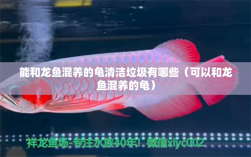 能和龍魚(yú)混養(yǎng)的龜清潔垃圾有哪些（可以和龍魚(yú)混養(yǎng)的龜）