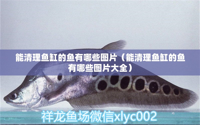 能清理魚缸的魚有哪些圖片（能清理魚缸的魚有哪些圖片大全）