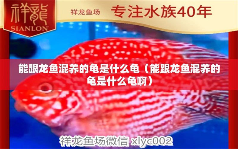 能跟龍魚混養(yǎng)的龜是什么龜（能跟龍魚混養(yǎng)的龜是什么龜?。? title=