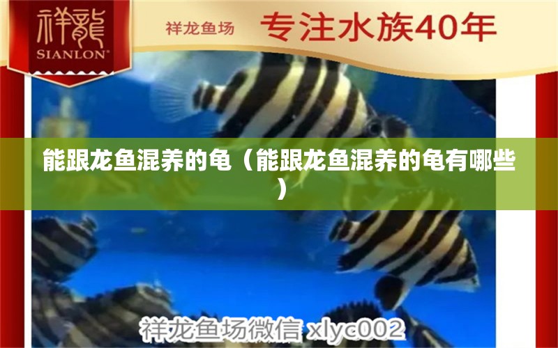 能跟龍魚混養(yǎng)的龜（能跟龍魚混養(yǎng)的龜有哪些）