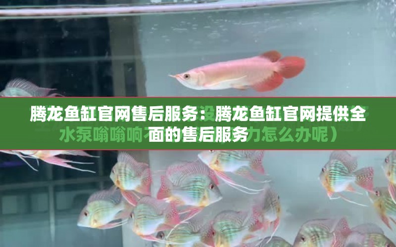 騰龍魚缸官網售后服務：騰龍魚缸官網提供全面的售后服務 水族問答