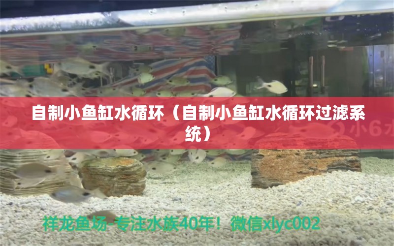 自制小魚缸水循環(huán)（自制小魚缸水循環(huán)過濾系統(tǒng)） 祥龍水族醫(yī)院