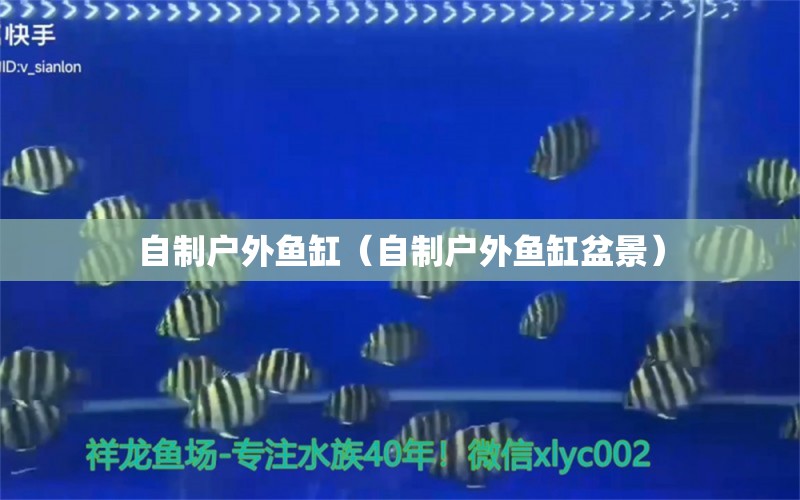 自制戶外魚缸（自制戶外魚缸盆景） 暹羅巨鯉