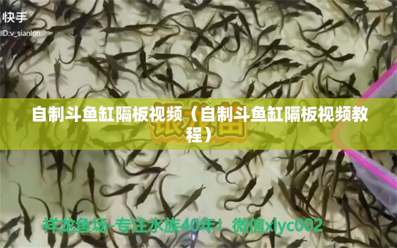 自制斗魚缸隔板視頻（自制斗魚缸隔板視頻教程）