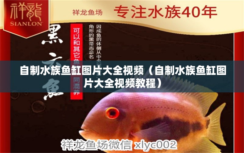 自制水族魚(yú)缸圖片大全視頻（自制水族魚(yú)缸圖片大全視頻教程） B級(jí)過(guò)背金龍魚(yú)