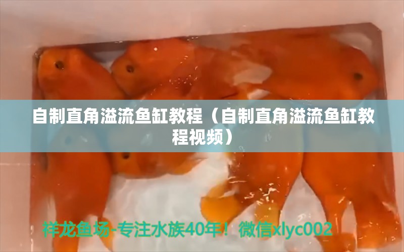 自制直角溢流魚缸教程（自制直角溢流魚缸教程視頻） 觀賞魚