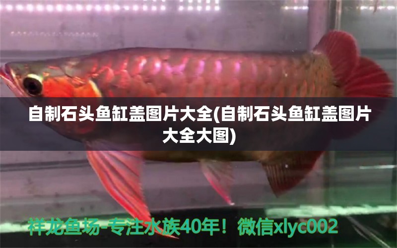 自制石頭魚缸蓋圖片大全(自制石頭魚缸蓋圖片大全大圖) 其它水族用具設(shè)備